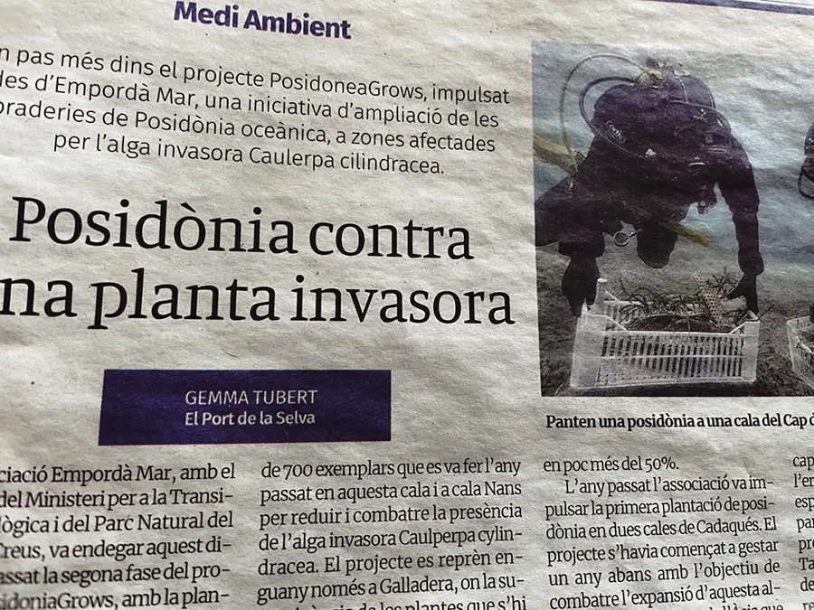 Plantation de posidonies dans une crique du Cap de Creus pour lutter contre une algue invasive